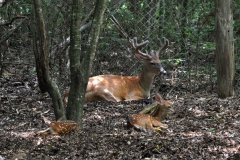 a_buck_and_two_fawns