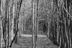 BW-Tree-Path