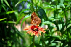 bee__butterfly_flower