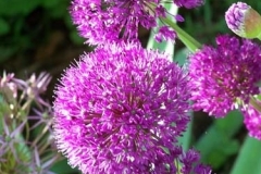 purple_flowers