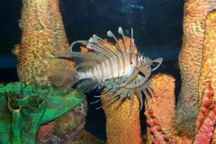 Lion-Fish-2