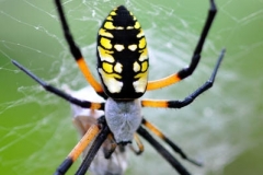 Orb_weaver_spider