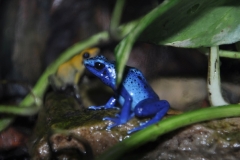 blue_poision_dart_frog